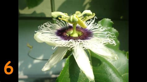 passion fruit flowering time